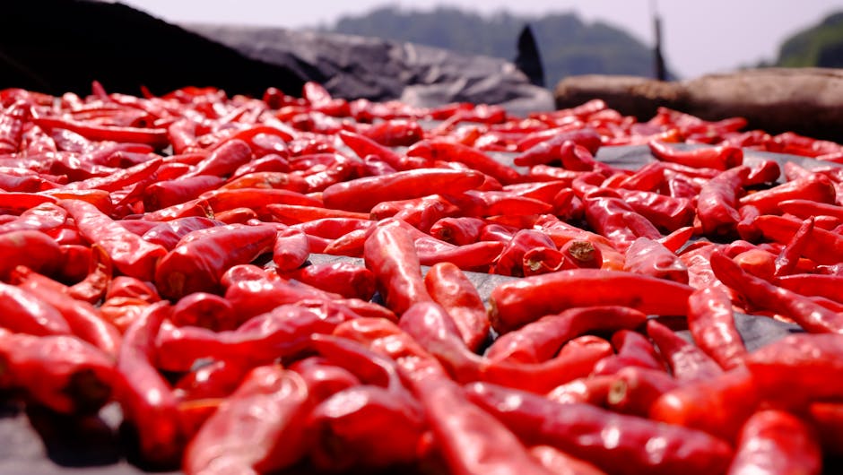 Chili-Fermentationsprozess in Gläsern mit Blasenbildung