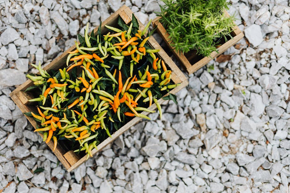 Rote Chilis frisch geerntet aus dem Garten