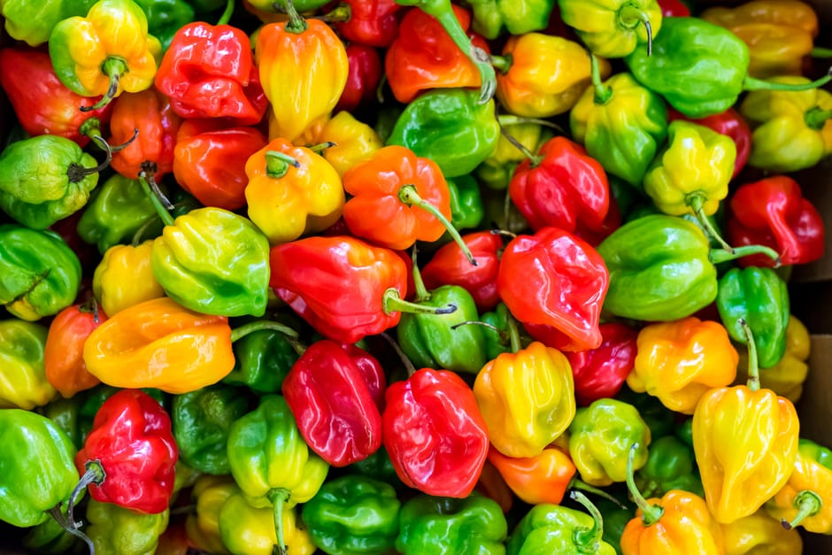 pH-Wert-Messung einer Chili-Fermentationscharge mit Teststreifen